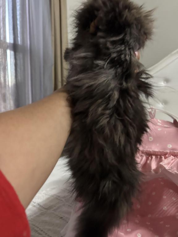 Tabby Persian Female Kitten photo 3