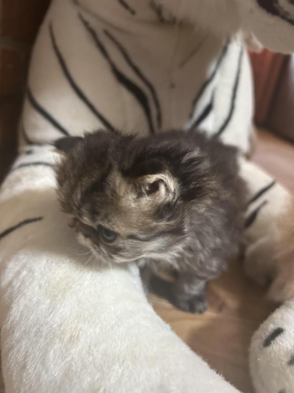 Tabby Persian Female Kitten photo 4