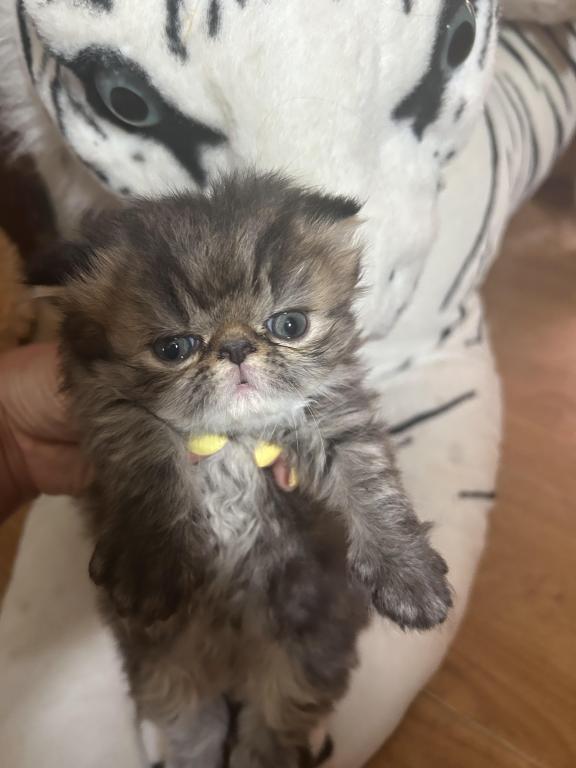 Tabby Persian Female Kitten photo 1