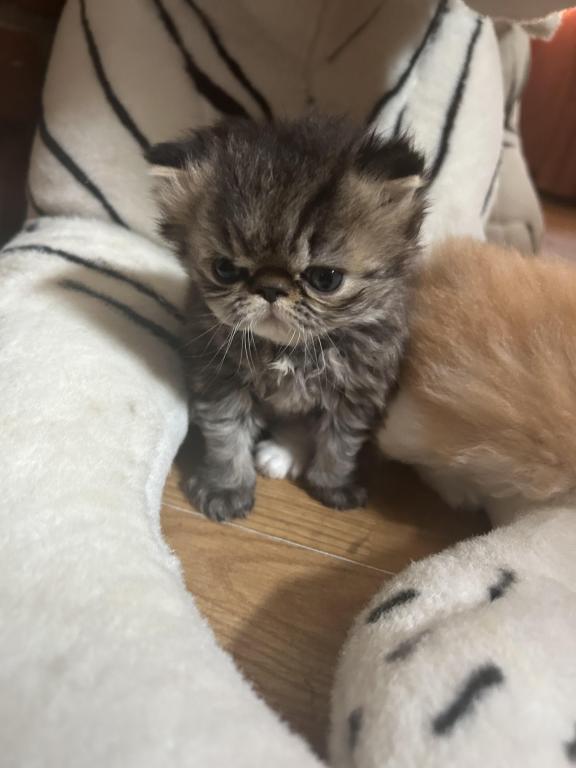 Tabby Persian Female Kitten photo 2