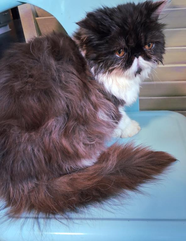 Chocolate Bicolor Female Persian Kitten