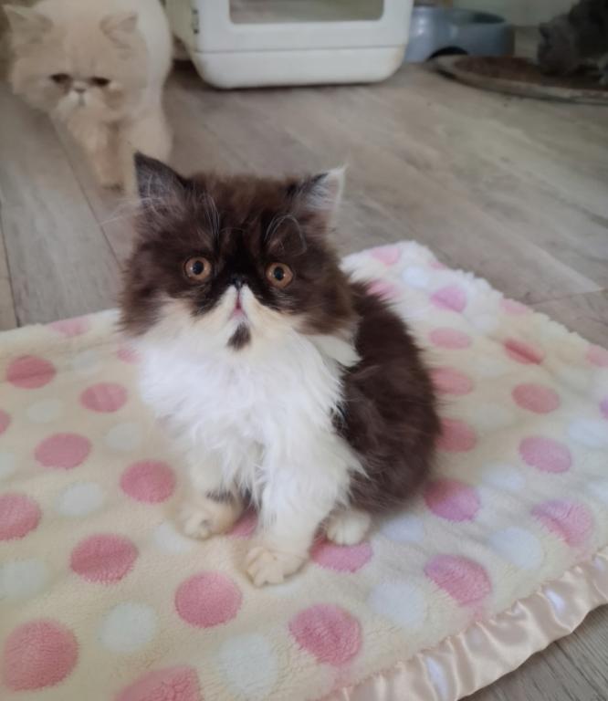 Chocolate Bicolor Female Persian Kitten photo 2