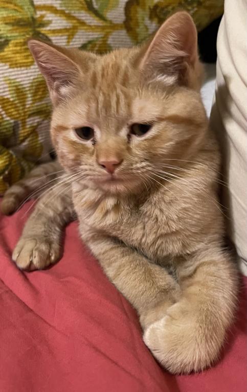 Orange British Shorthair photo 1