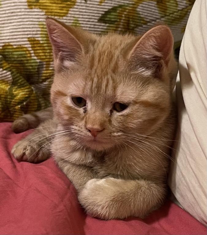 Orange British Shorthair photo 2