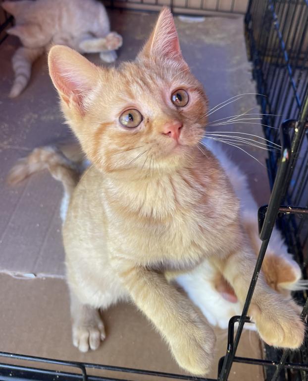 Orange British Shorthair photo 4