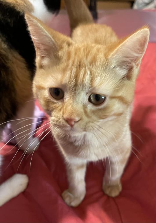 Orange British Shorthair photo 5