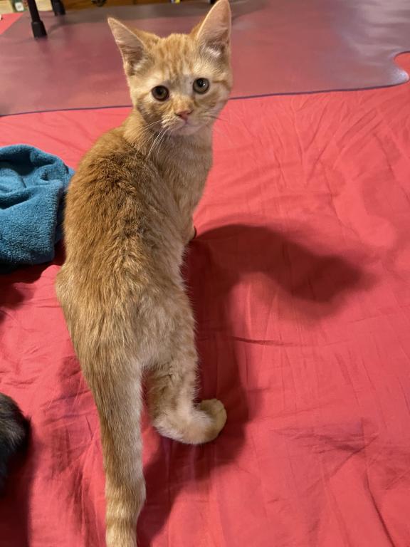 Orange British Shorthair photo 3