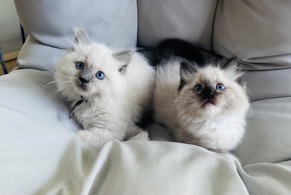 Male Ragdolls photo 3