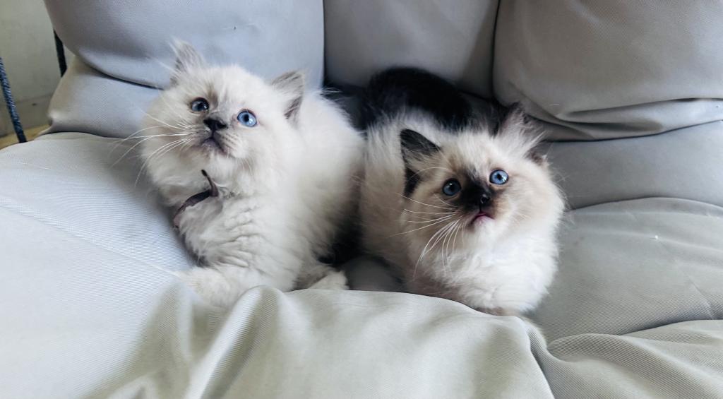 Male Ragdolls