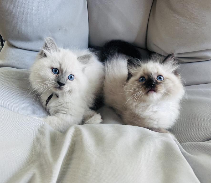 Male Ragdolls photo 2