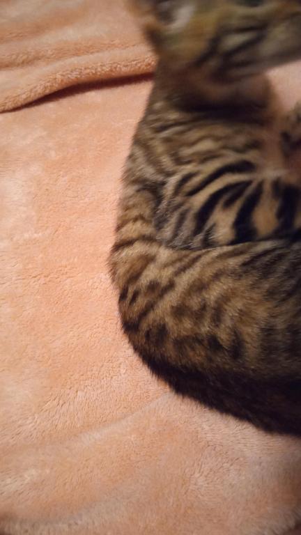Tyson photo 4