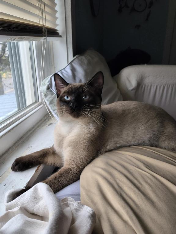 Siamese Manx