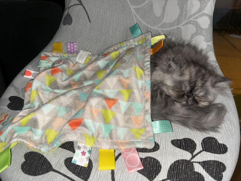 Zoey photo 5