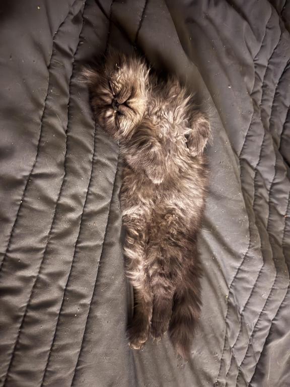 Zoey photo 8