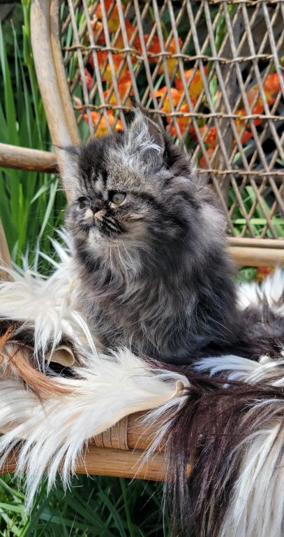 Black Tabby Male photo 5