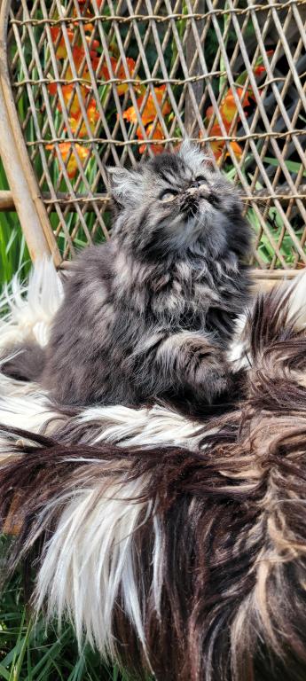 Black Tabby Male photo 4