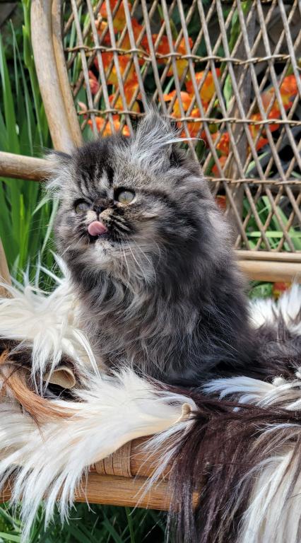 Black Tabby Male photo 3