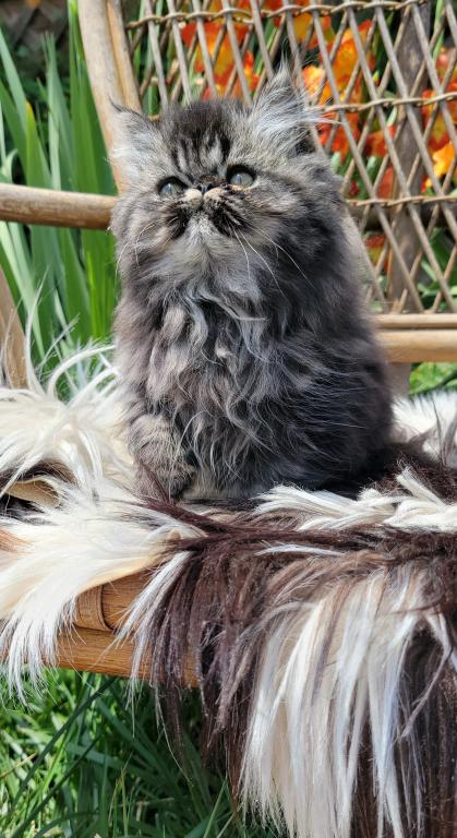 Black Tabby Male