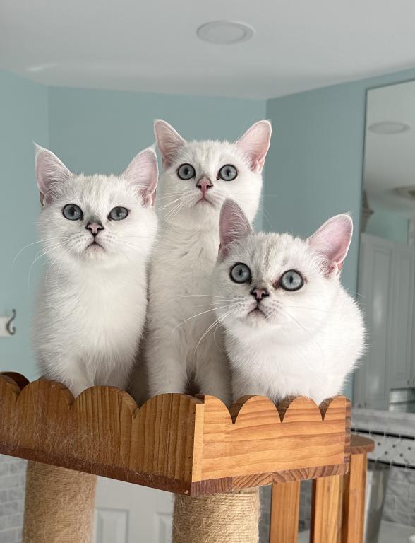 Silver British Shorthair photo 4