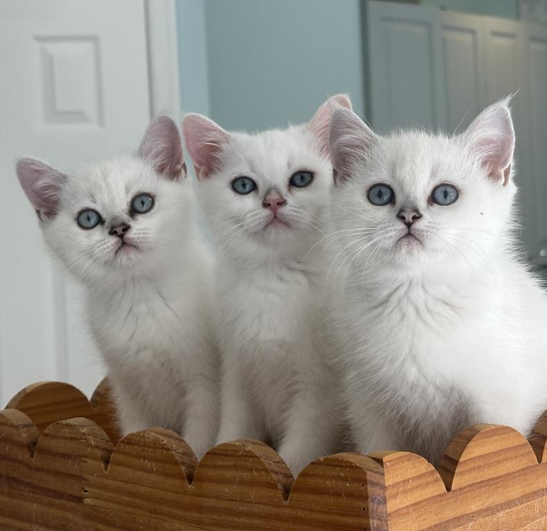 Silver British Shorthair photo 2