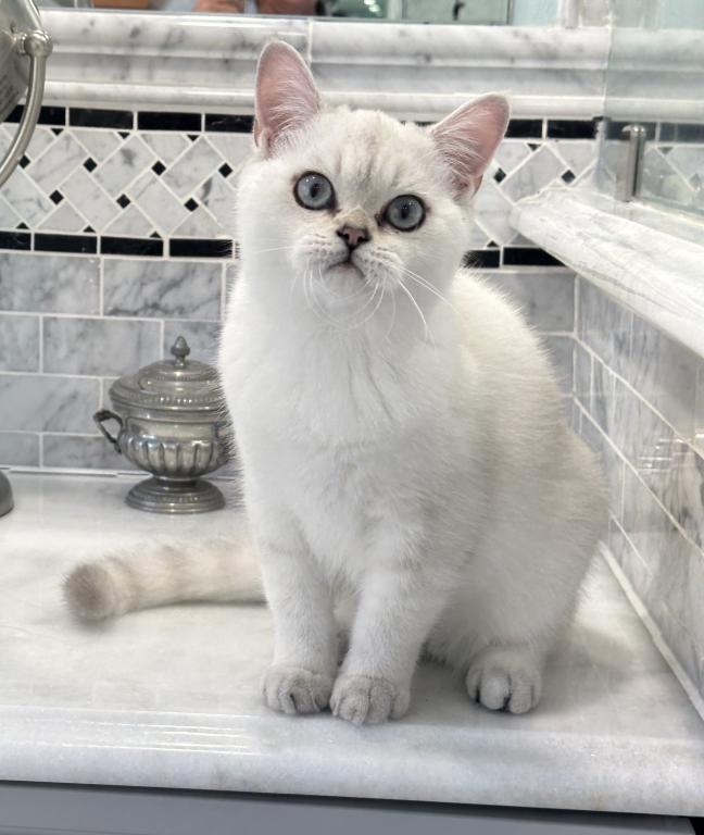 Silver British Shorthair photo 3