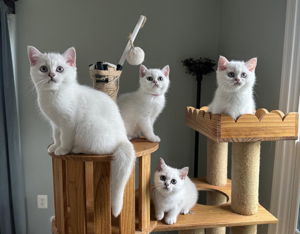 Silver British Shorthair