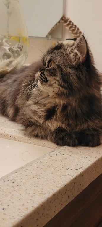 Loki photo 3