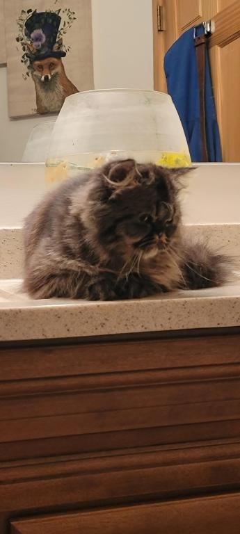 Loki photo 2