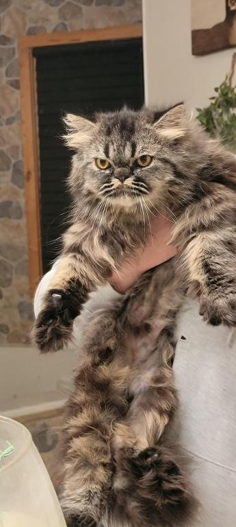 Loki