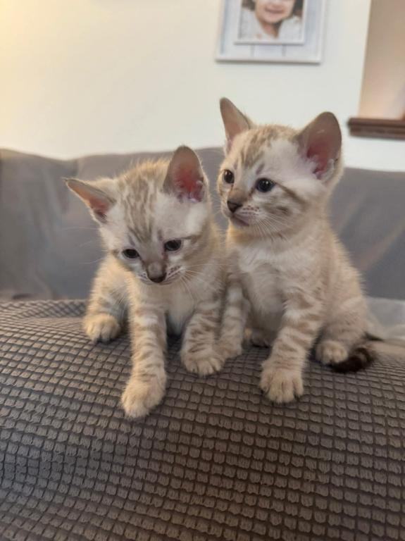 Bengal Kittens For The Low photo 2