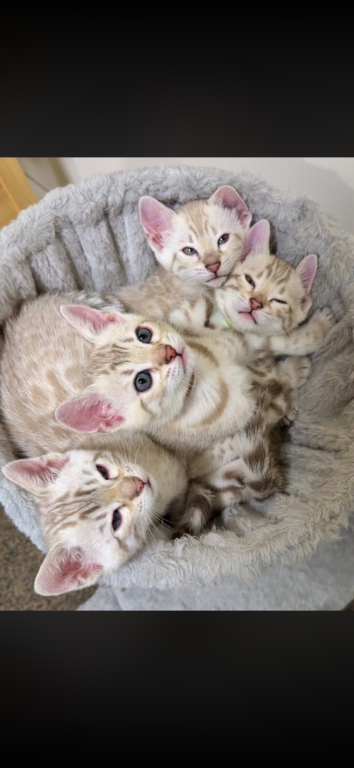 Bengal Kittens For The Low photo 5