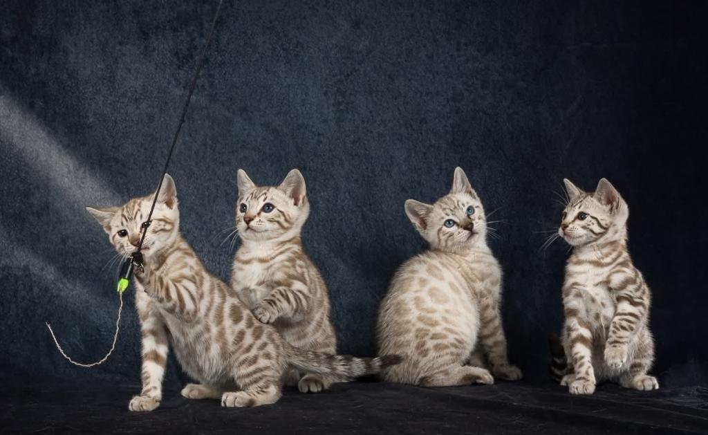 Bengal Kittens For The Low