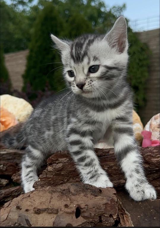 Bengal Kittens For The Low photo 7