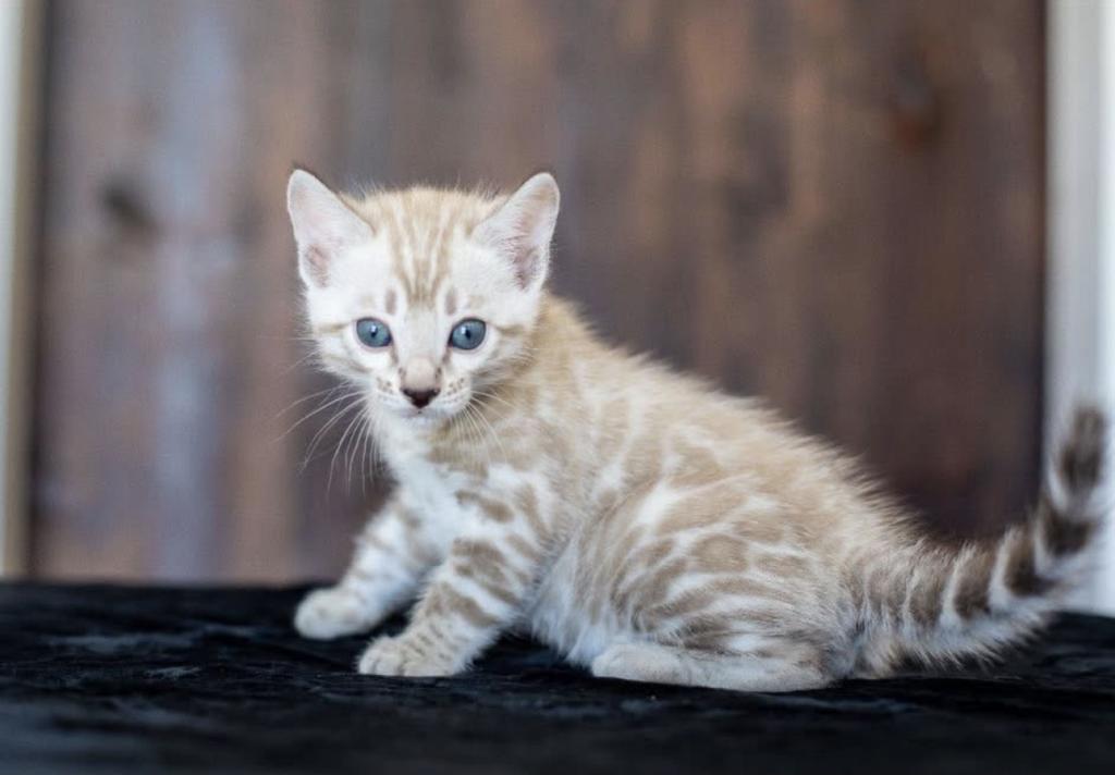Bengal Kittens For The Low photo 6
