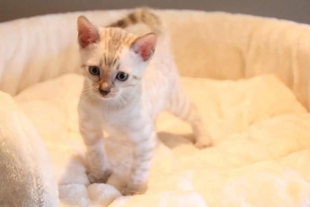 Bengal Kittens For The Low photo 3
