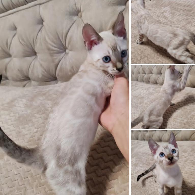 Bengal Kittens For The Low photo 4