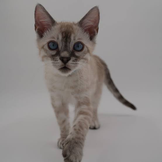 Bengal Kittens For The Low photo 8