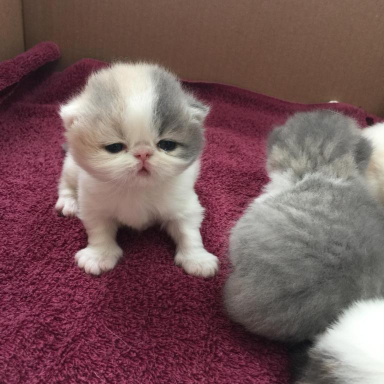 Exotic Shorthair photo 3