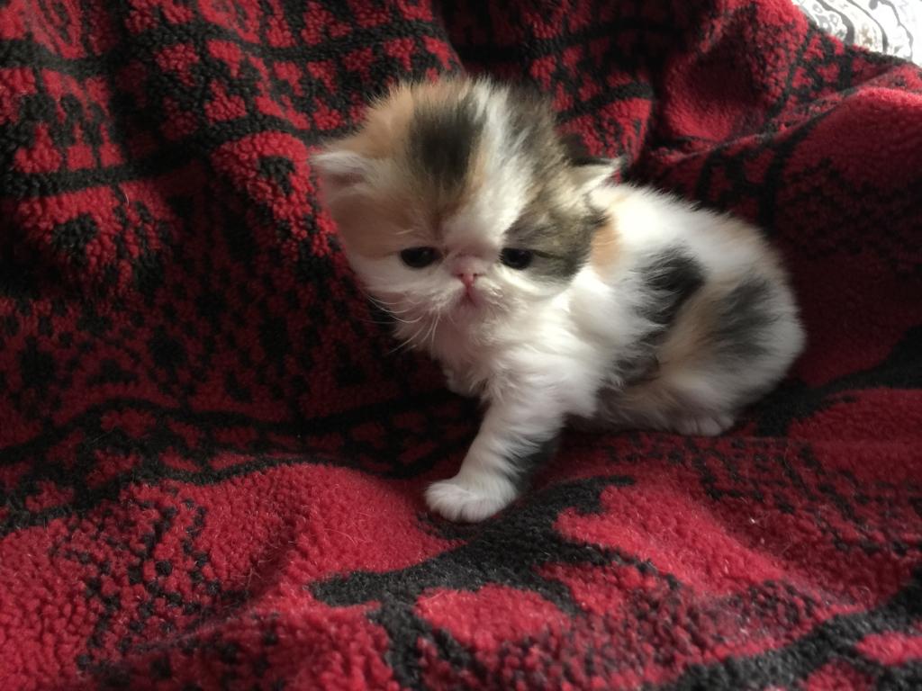 Exotic Shorthair photo 5
