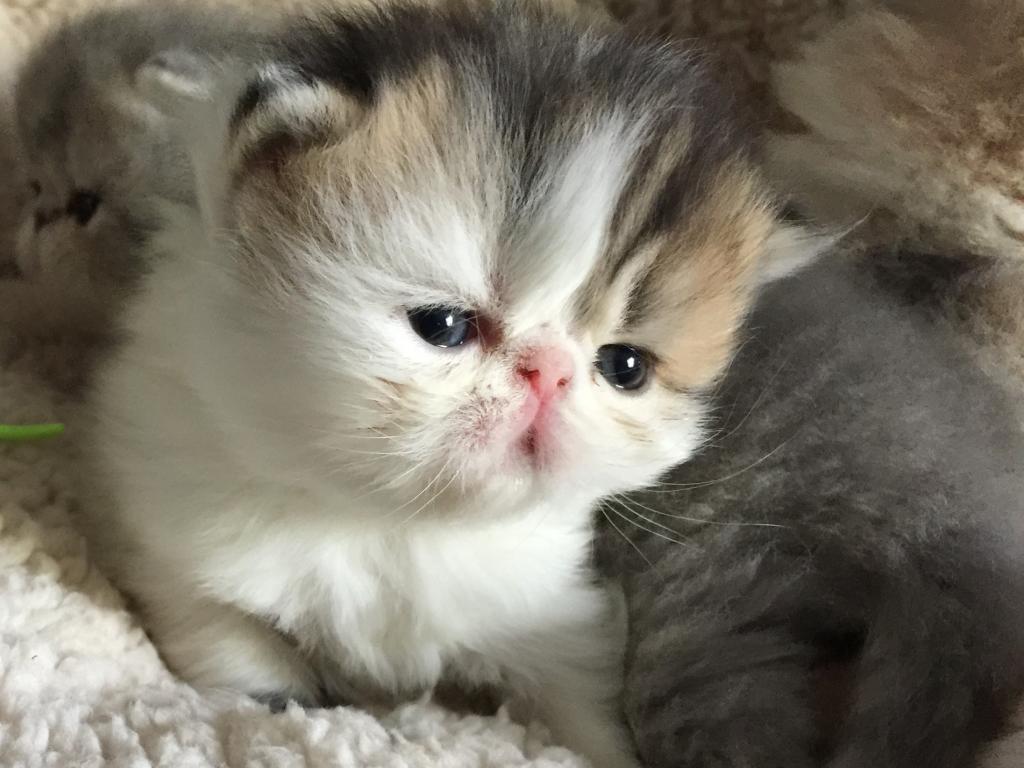 Exotic Shorthair photo 4