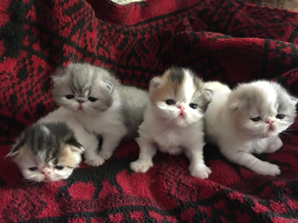 Exotic Shorthair