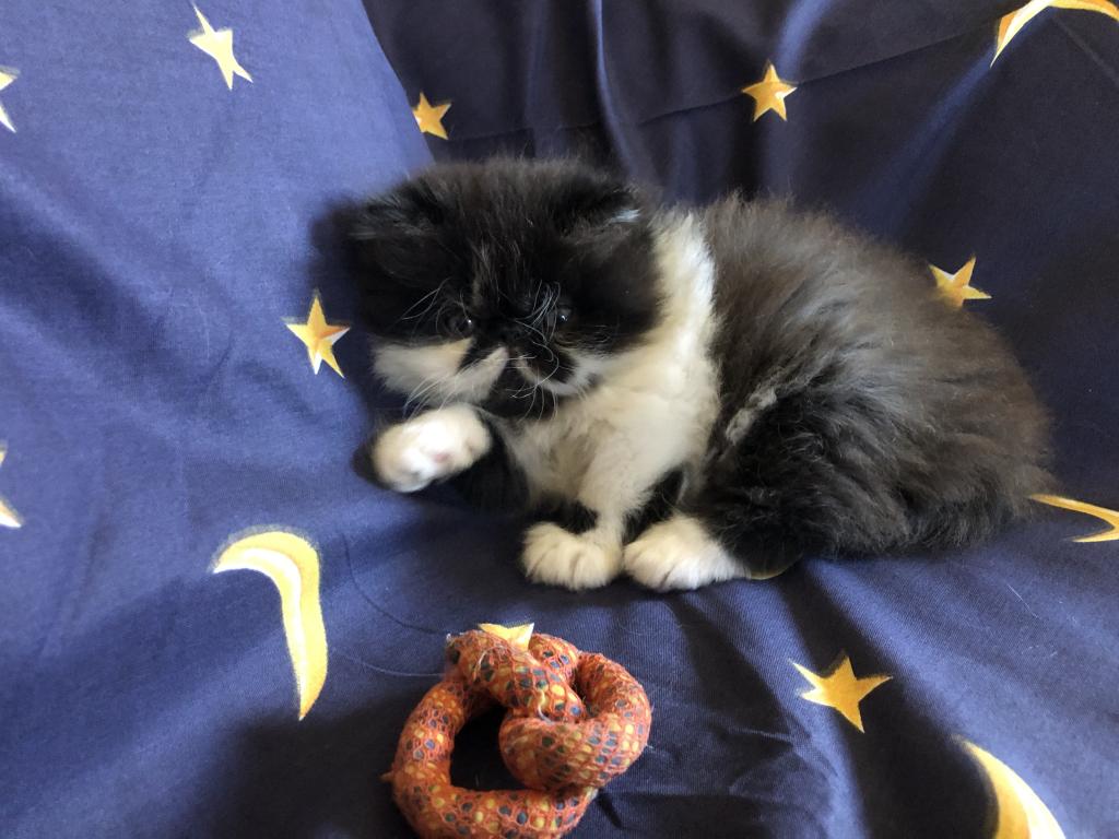 Exotic Shorthair photo 2
