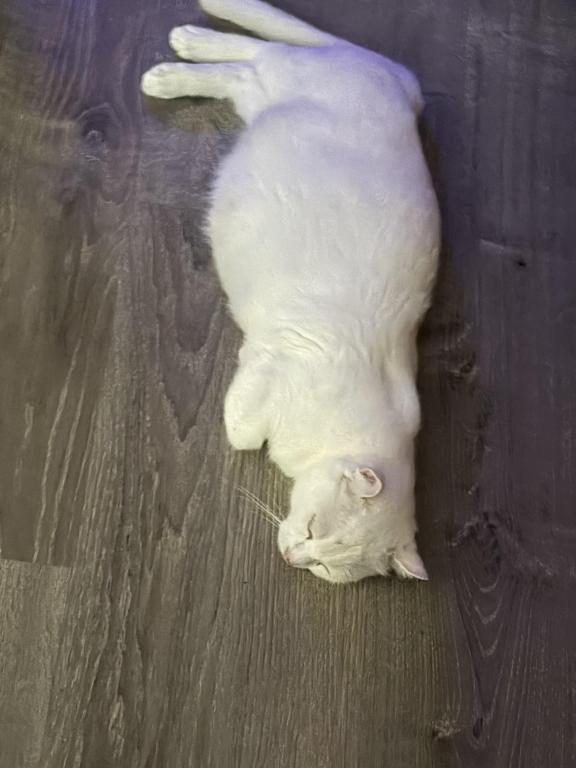 Duchess photo 4