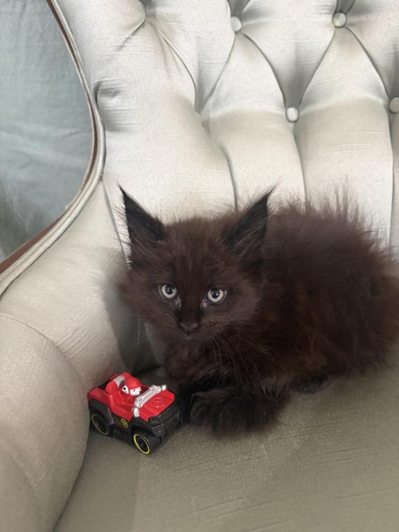 Marcel Polydactyl photo 2