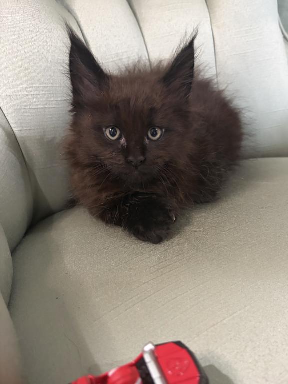 Marcel Polydactyl photo 5