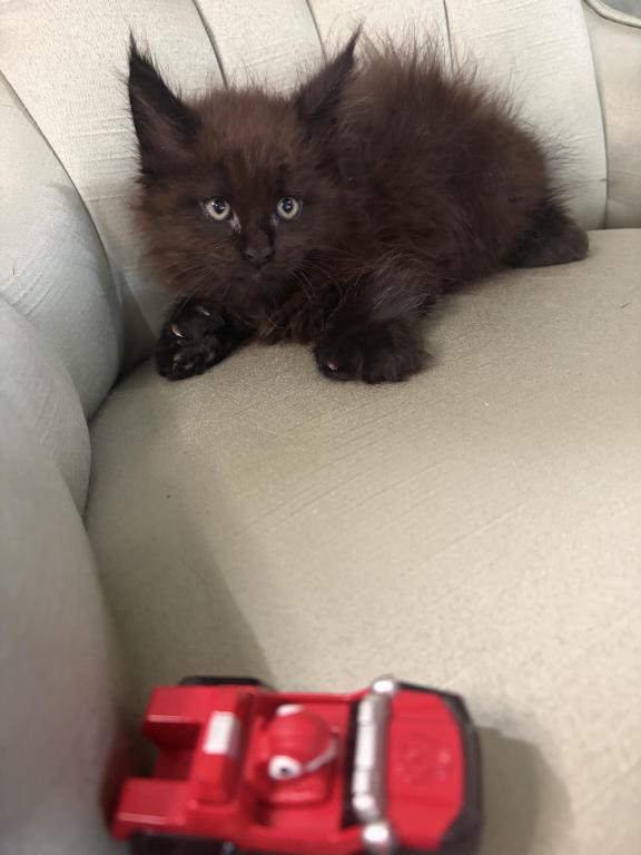 Marcel Polydactyl photo 7
