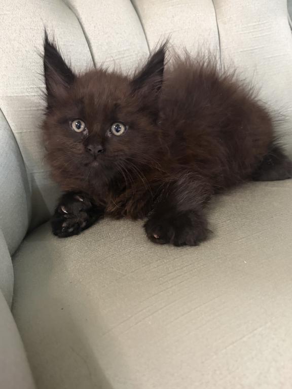 Marcel Polydactyl photo 8
