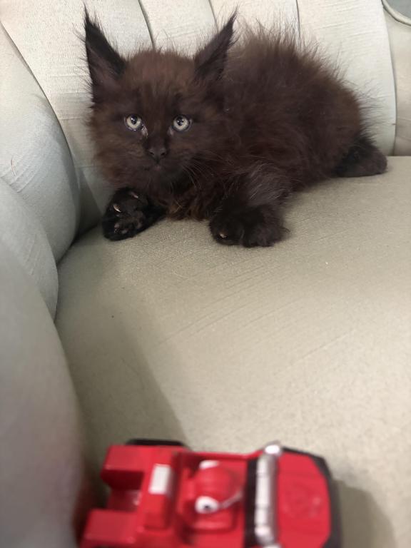 Marcel Polydactyl photo 4