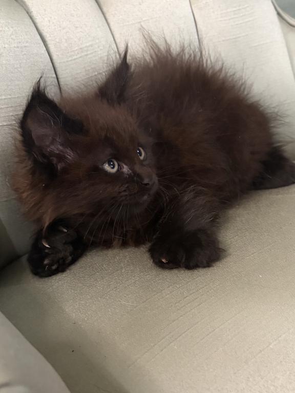 Marcel Polydactyl photo 1