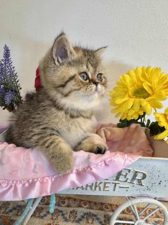 Kandy Exotic Shorthair photo 3